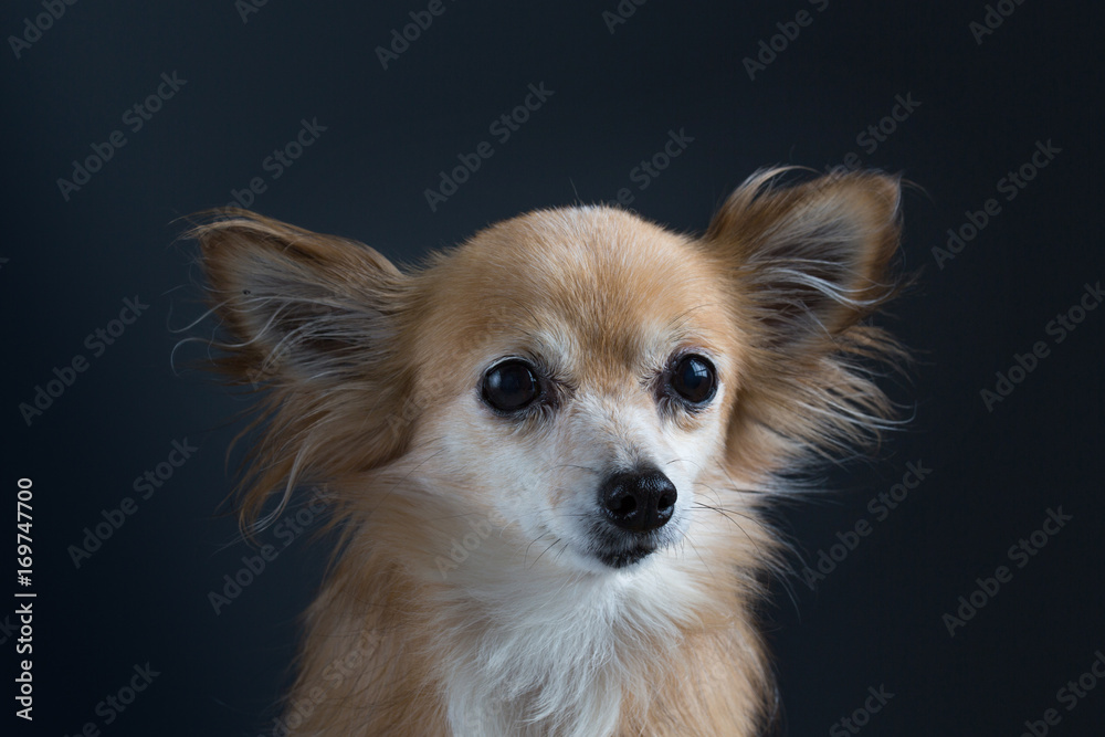 Adorable chihuahua on black background
