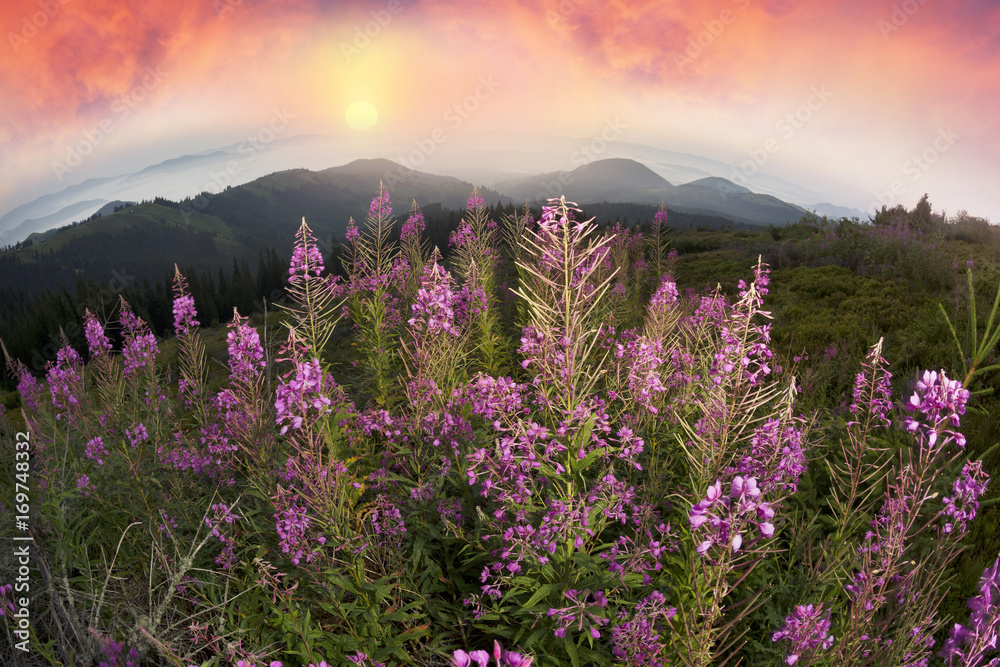 Obraz premium Willow-tea at dawn