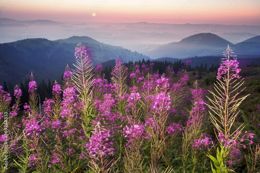 Obraz premium Willow-tea at dawn