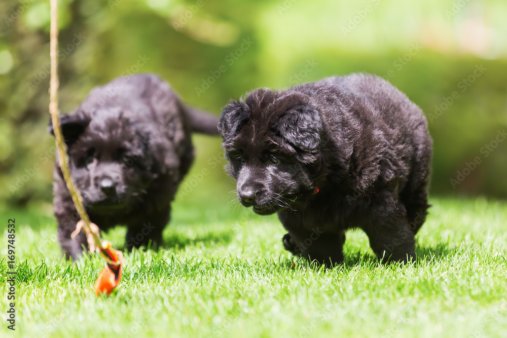 Fototapeta premium Old German Shepherd puppy siblings