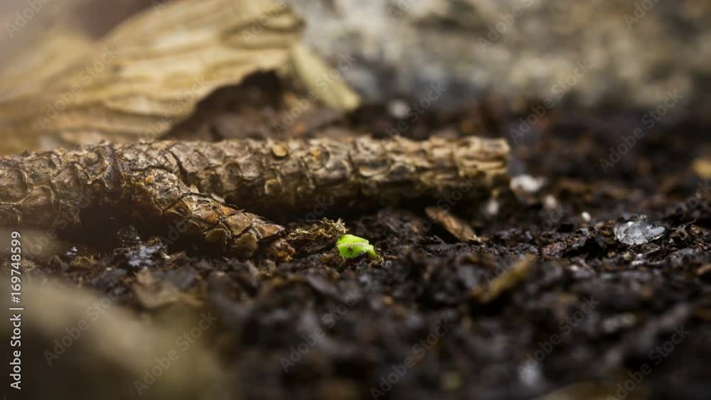 Seed growing time lapse from winter to springtime new life emerges.