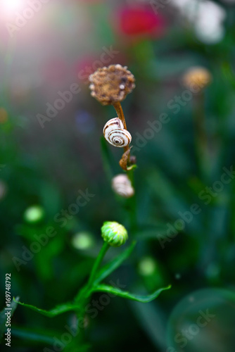 snail on flower stalk