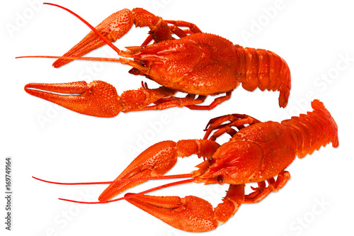 Pair of cooked crayfish isolated on white background