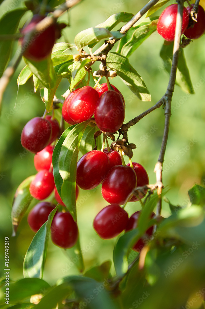  ripe red cornelian cherries called also cornel or dogwood on the branch