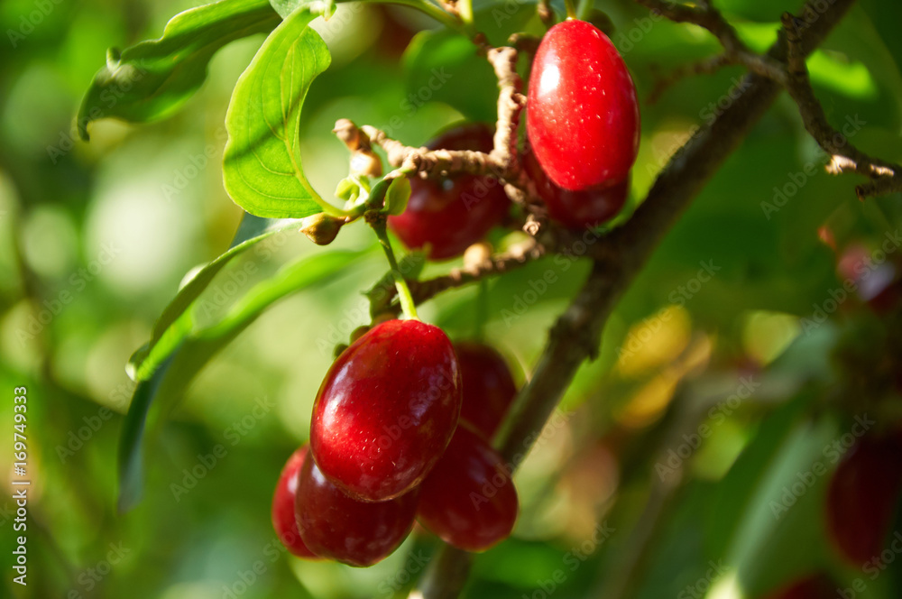 ripe red cornelian cherries called also cornel or dogwood on the branch ripe red cornelian cherries called also cornel or dogwood on the branch