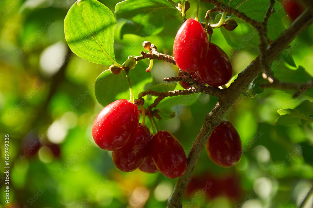 Obraz premium ripe red cornelian cherries called also cornel or dogwood on the branch