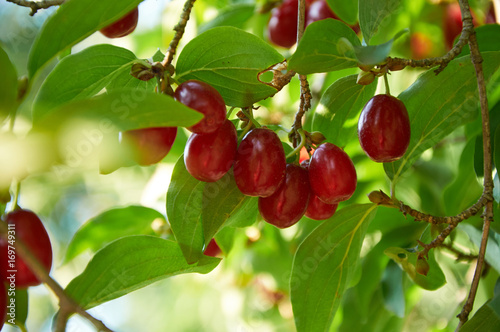  ripe red cornelian cherries called also cornel or dogwood on the branch