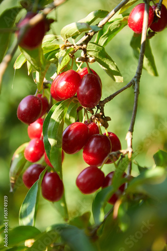  ripe red cornelian cherries called also cornel or dogwood on the branch