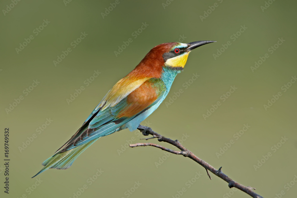 Classical portrait european bee eater in soft morning light on beautiful blurred background. Classical portrait european bee eater in soft morning light on beautiful blurred background.