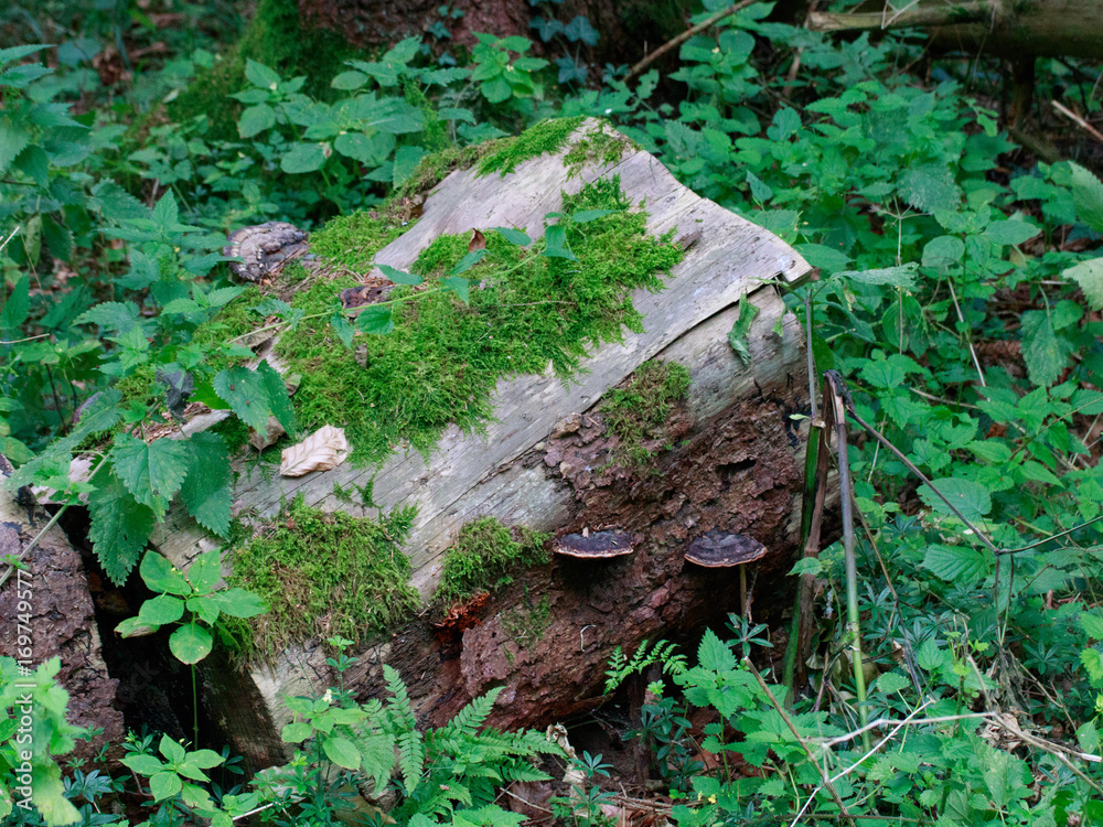 Obraz premium Baumstumpf mit Moos