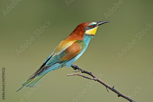 Classical portrait european bee eater in soft morning light on beautiful blurred background.