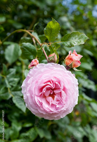 Rose Ausbord on a blurry background