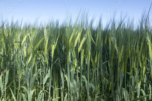 Hordeum vulgare field, barley cereal grain