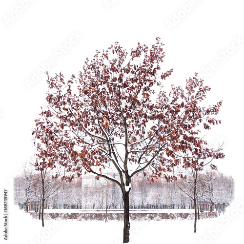 Snow-covered single tree isolated on pure white background