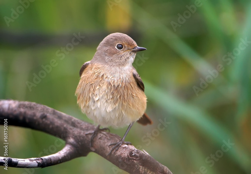 Close up photo of red breasted flycatcher female.sits on the branch.