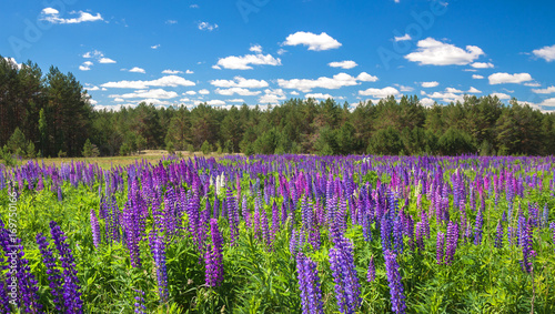 Landscape with purple lupins on the field near the forest