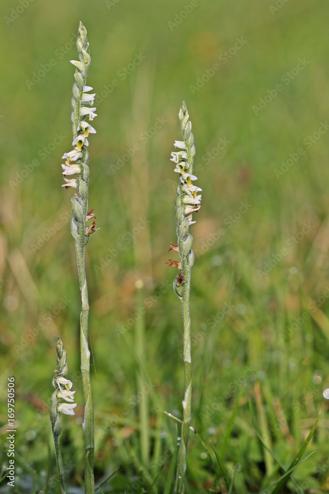 Herbst-Drehwurz (Spiranthes spiralis)
