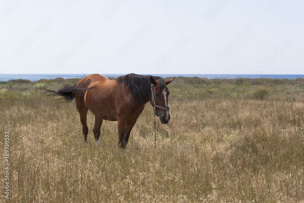 Horse tied with a chain grazes on the shore of the Black Sea in the Crimea, Russia Horse tied with a chain grazes on the shore of the Black Sea in the Crimea, Russia