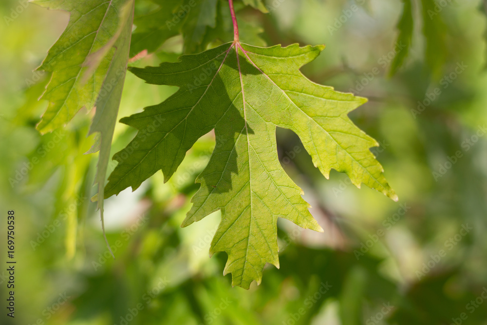 green marpel leave green marpel leave