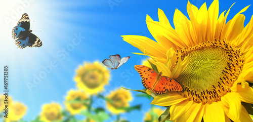 sunflower with blue sky and beautiful sun / sunflower