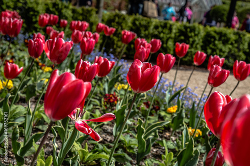 Tulips at summer garden party