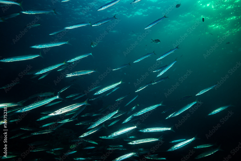 Barracudas Barracudas