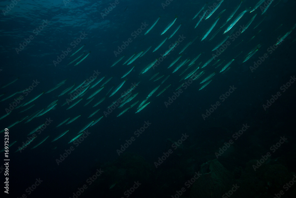 Fototapeta premium Barracudas