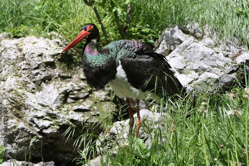 Naklejka premium Vogel