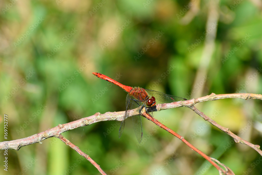 Libellule rouge 1 Libellule rouge 1