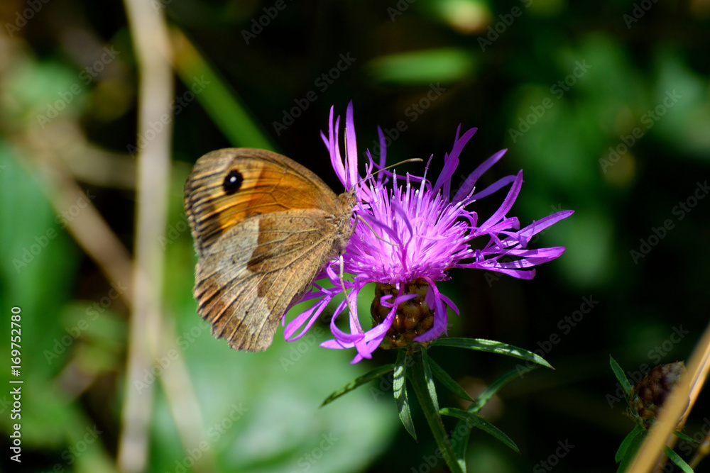 Papillon sur Chardon Papillon sur Chardon