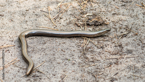 Anguis fragilis, the slowworm, is a legless lizard native to Eurasia. Similar to a snake.