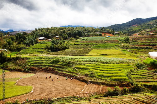 green paddy fields around Ma Tra village in the summer, Sa Pa, Vietnam