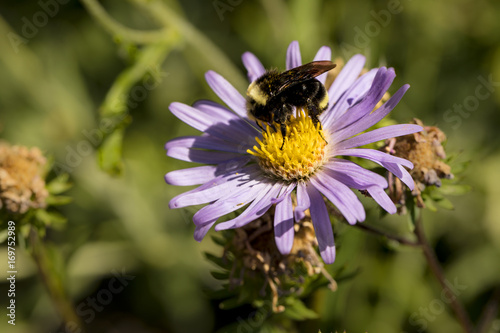 A big bee on a little flower