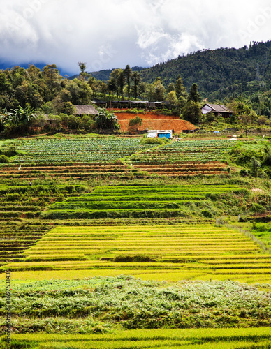 green paddy fields around Ma Tra village in the summer, Sa Pa, Vietnam photo