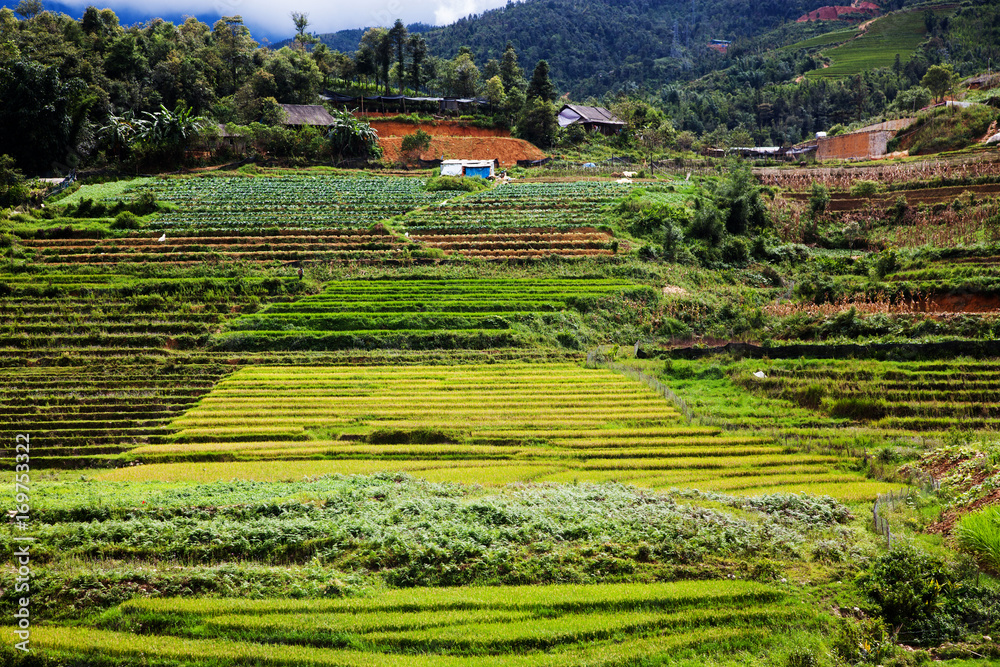 green paddy fields around Ma Tra village in the summer, Sa Pa, Vietnam