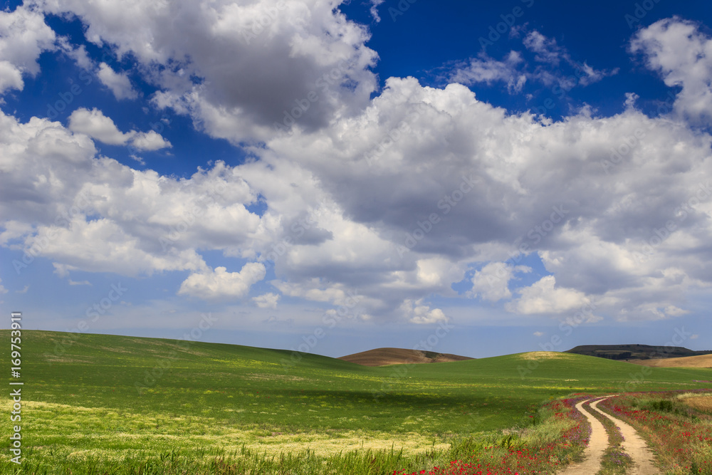 SPRINGTIME. Between Apulia and Basilicata. Hilly landscape with country road through wheat field end poppies dominated by clouds.Italy. SPRINGTIME. Between Apulia and Basilicata. Hilly landscape with country road through wheat field end poppies dominated by clouds.Italy.