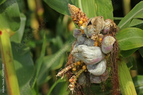 Von Maisbeulenbrand (Ustilago maydis) befallener Maiskolben
 photo