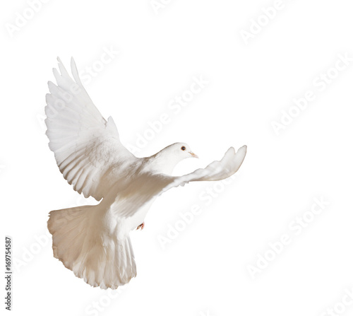 Beautiful white pigeon on a white background