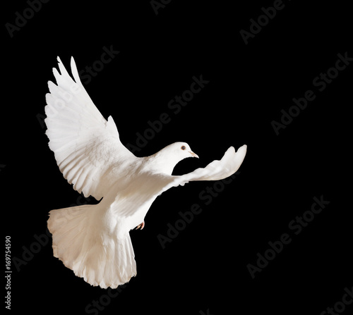 beautiful white pigeon on a black background