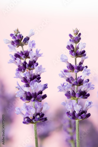 Lavender flowers.