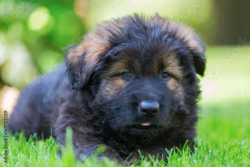 portrait of an Old German Shepherd puppy