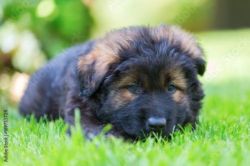 portrait of an Old German Shepherd puppy