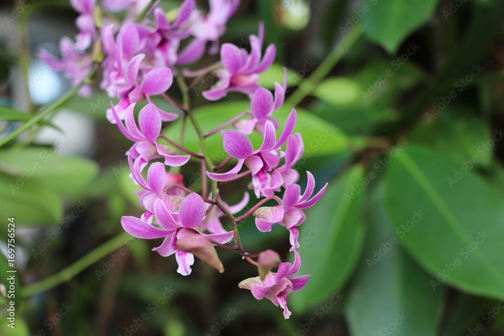 Naklejka premium Orchid pink color in nature background