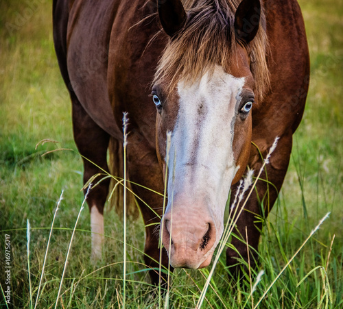 Blue Eyed Horse in a field © Deana