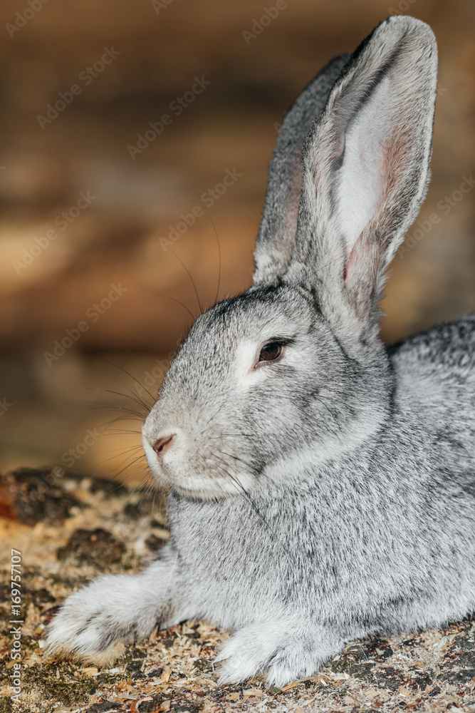 Fototapeta premium grey rabbit in green grass on the farm