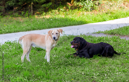Perros con ganas de jugar en la hierba photo