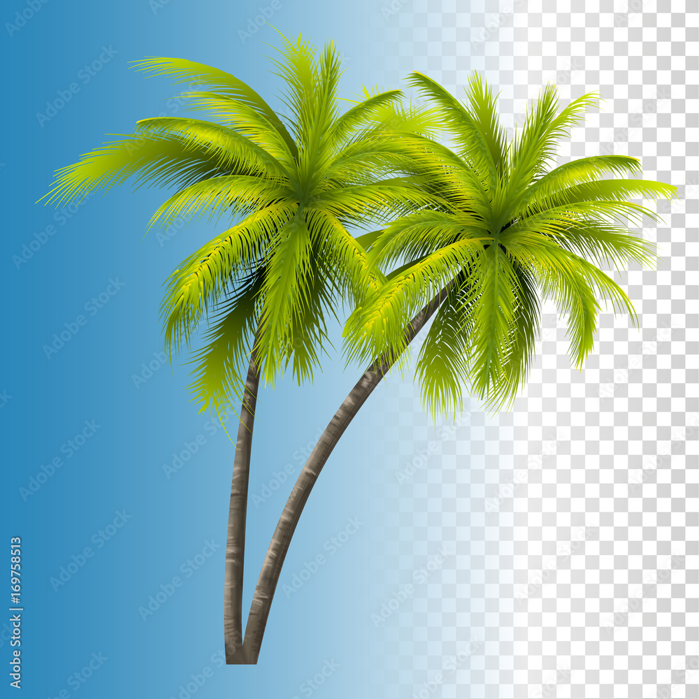 Obraz premium Green Coconut Palm