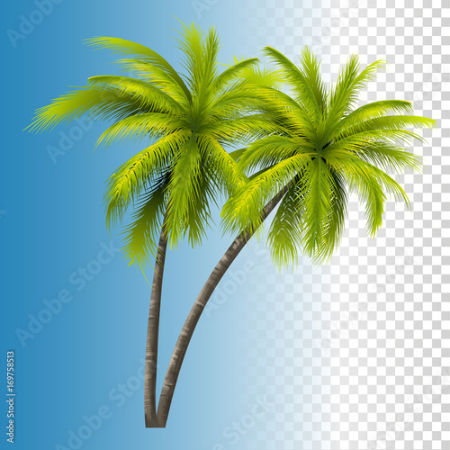 Green Coconut Palm