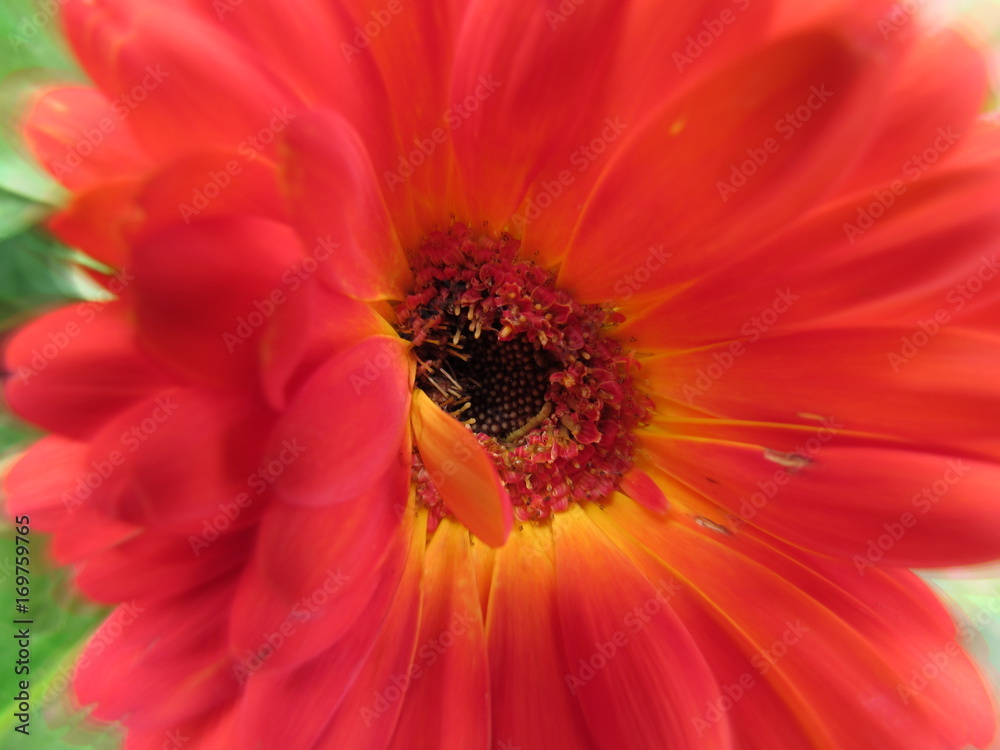 glowy gerbera glowy gerbera