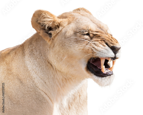 Furious lioness